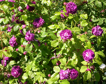 gallery_276_1637_43080.jpg
