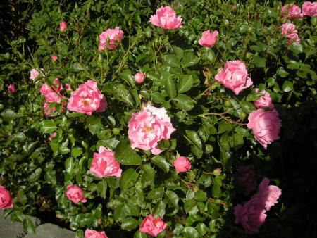 gallery_6203_31_3473.jpg