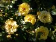 tn_gallery_276_1248_40532.jpg