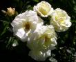 tn_gallery_276_1662_68569.jpg