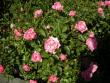 tn_gallery_6203_31_3473.jpg