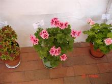 gallery_108_2592_5571.jpg