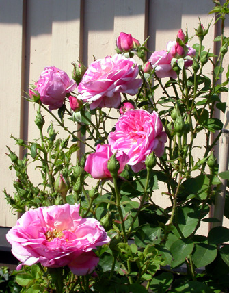 gallery_276_1247_10923.jpg
