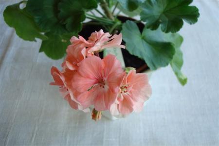 gallery_108_2592_31446.jpg