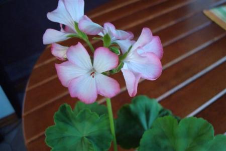 gallery_108_2592_3273.jpg