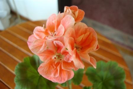 gallery_108_2592_36054.jpg