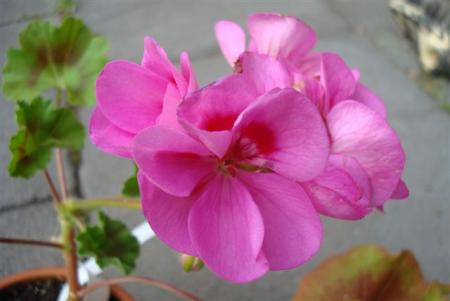 gallery_108_2592_36481.jpg