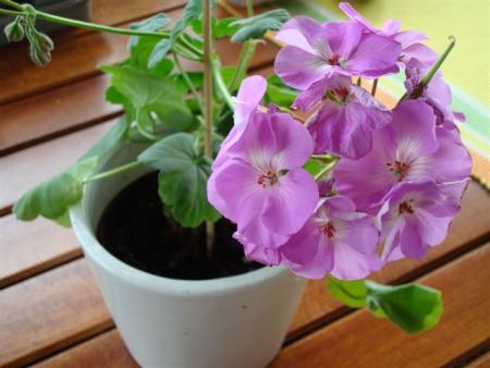 gallery_108_2592_41446.jpg