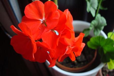 gallery_108_2592_50.jpg