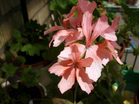 gallery_9679_2480_22962.jpg