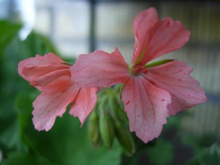 gallery_9679_2480_29399.jpg
