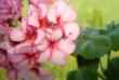 tn_gallery_108_2592_13094.jpg