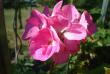 tn_gallery_108_2592_18429.jpg