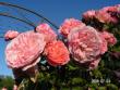 tn_gallery_1786_2574_112665.jpg