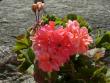 tn_gallery_9679_2490_40782.jpg