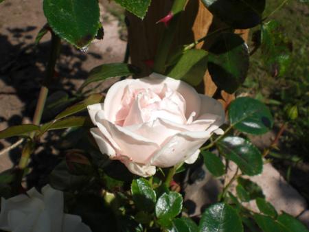 gallery_11521_2434_16825.jpg