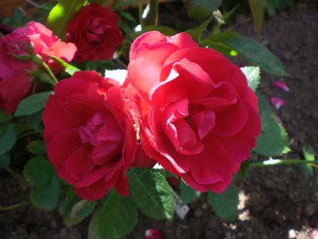 gallery_11521_2599_118506.jpg