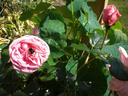 gallery_11521_2599_150985.jpg