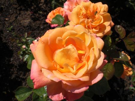 gallery_11521_2599_47036.jpg