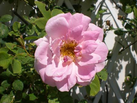 gallery_11521_2599_52725.jpg