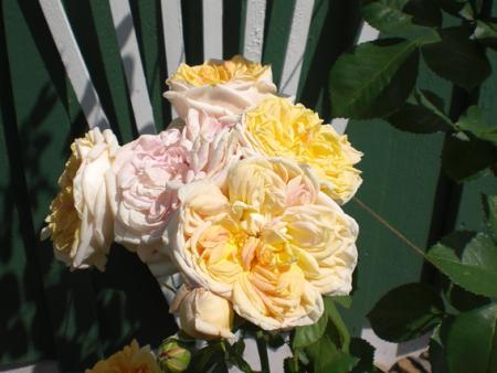 gallery_11521_2599_65418.jpg