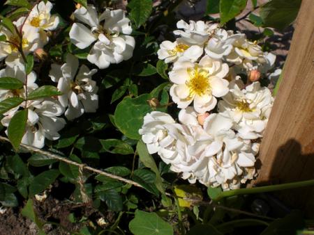 gallery_11521_2599_95988.jpg