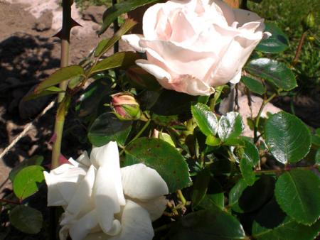 gallery_11521_2599_97385.jpg