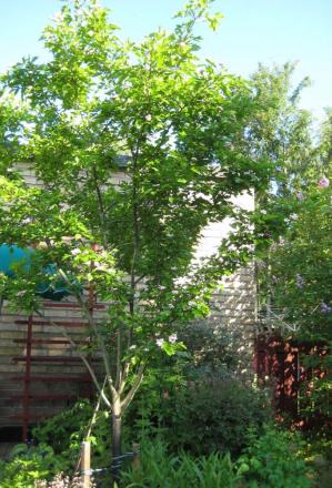 gallery_14_54_166444.jpg