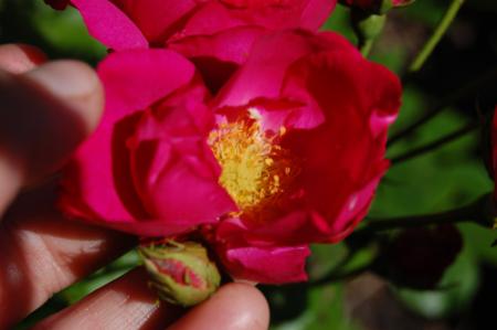 gallery_2086_2597_36384.jpg