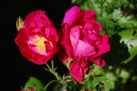 gallery_2086_2597_49674.jpg