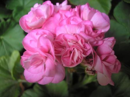 gallery_5783_2425_10998.jpg