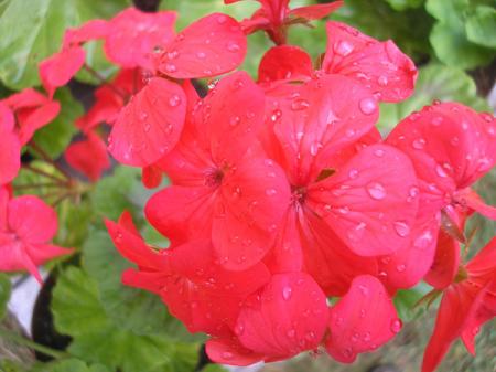 gallery_5783_2425_26502.jpg