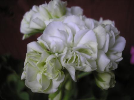 gallery_5783_2425_2902.jpg