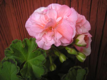 gallery_5783_2425_33509.jpg