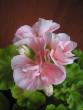 tn_gallery_5783_2425_555.jpg