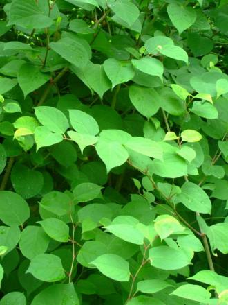 gallery_15505_2315_12239.jpg
