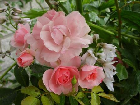 gallery_5307_2392_63500.jpg