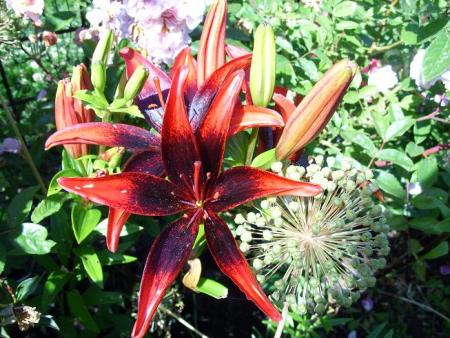 gallery_5307_536_70988.jpg