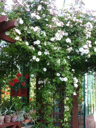 gallery_5307_609_117131.jpg