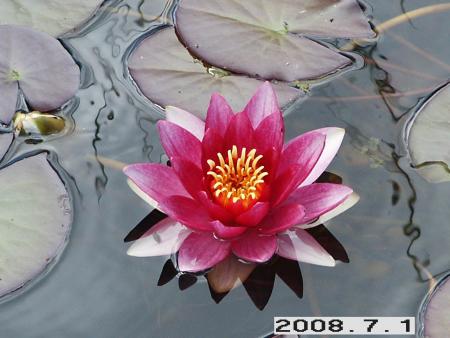 gallery_5956_1121_91652.jpg