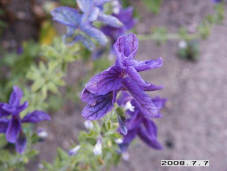 gallery_5956_1861_32902.jpg