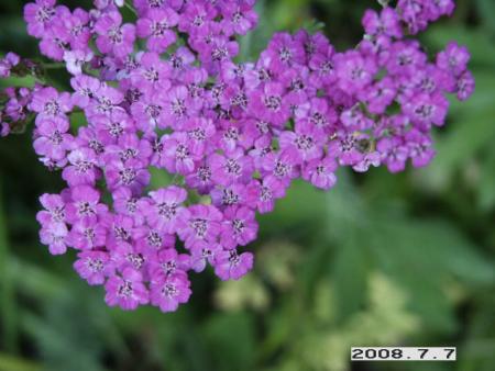 gallery_5956_1861_85929.jpg