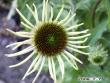 tn_gallery_5956_1861_13178.jpg