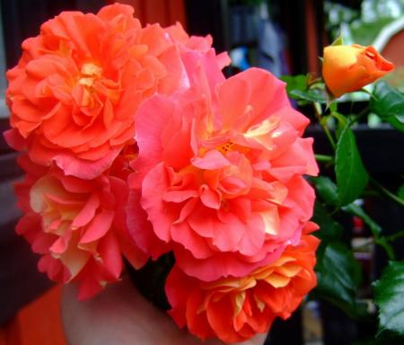 gallery_15505_2315_106738.jpg
