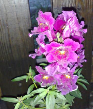 gallery_8597_2608_56026.jpg