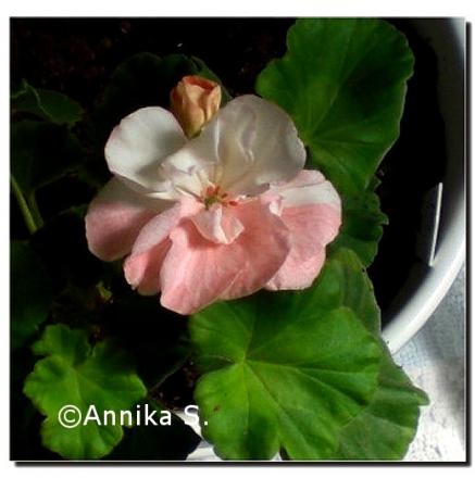 gallery_9461_1705_14061.jpg