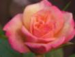 tn_gallery_3971_940_44727.jpg