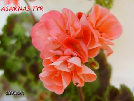 gallery_5074_1249_10071.jpg