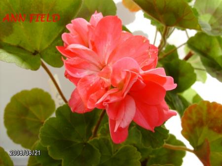 gallery_5074_1249_112213.jpg