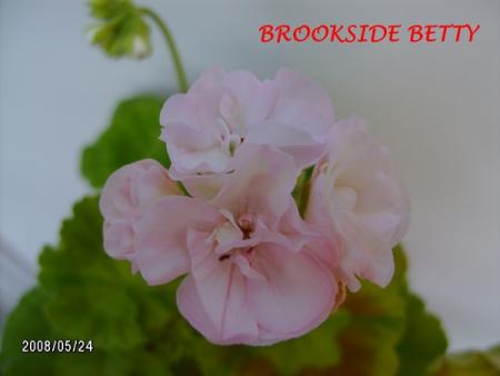 gallery_5074_2153_110528.jpg